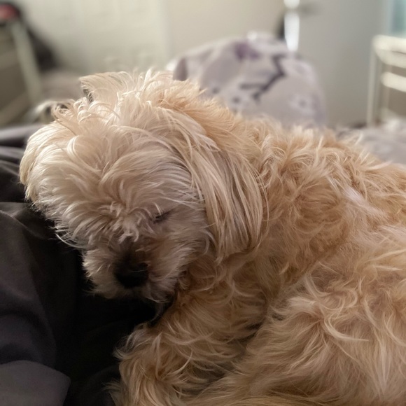 Meet your Posher, Nancy - Picture 1 of 1